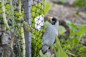 O jeito certo de utilizar redes de proteção para afastar pássaros de seu jardim